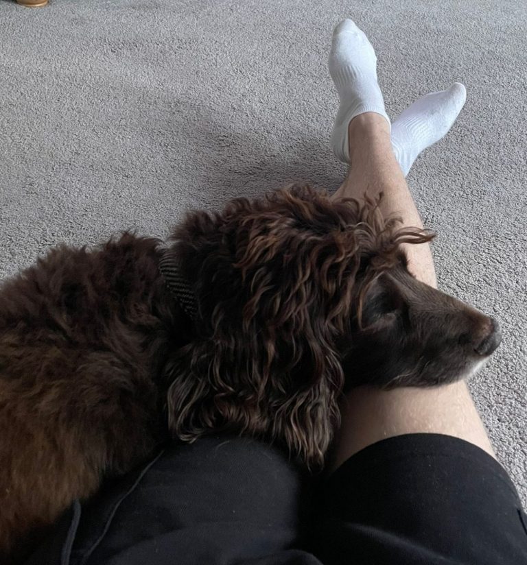 A brown dog resting its head on a person's leg, with feet on a carpeted floor.