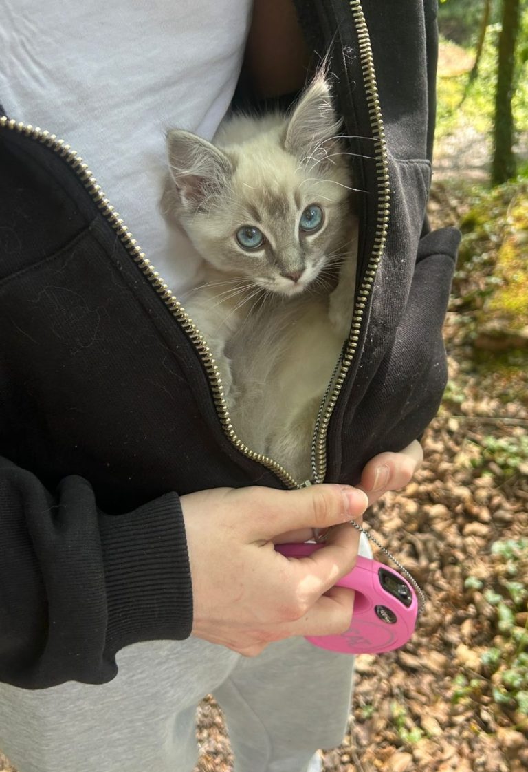 A person holds a small kitten nestled in their jacket pocket.