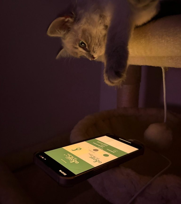 A White cat looking down at a phone